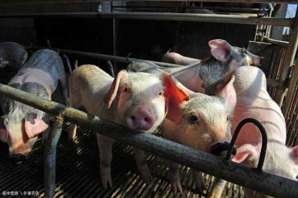 光大证券：生猪养殖行业产能去化有望再提速